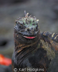 Smile please your on candid camera.
(Marine Iguana Galap... by Karl Hodgkins 